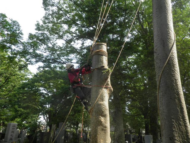 画像：特殊伐採